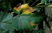 PD symptoms on leaf